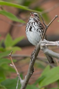 Sing by Don McCullough