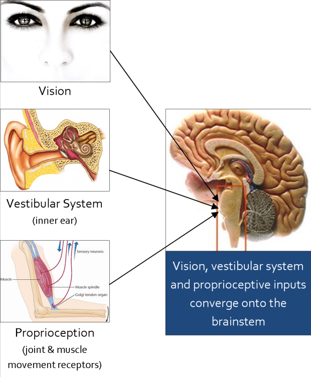 balance-sensory-inputs