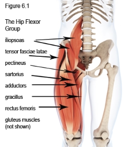hip flexor muscles